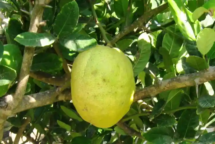 https://commons.wikimedia.org/wiki/File:Etrog_temani_33.JPG